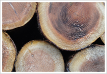 国産杉を用いたリフォーム事例